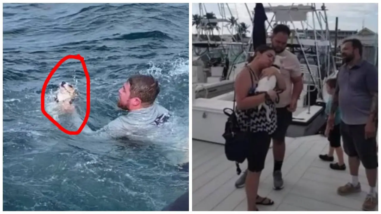 boaters rescue dog in the middle of the ocean